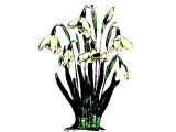 Bunch of snowdrops